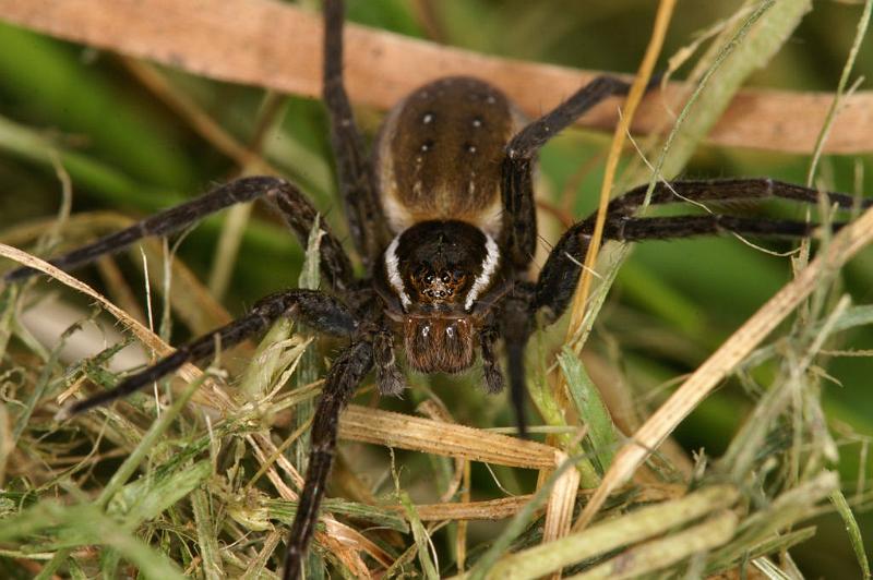 Dolomedes_fimbriatus_D5118_Z_91_Canal du Nivernais_Frankrijk.jpg